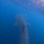 dcim100goprogopr0982.jpg