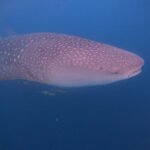 dcim100goprogopr0979.jpg