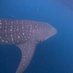 dcim100goprogopr0980.jpg